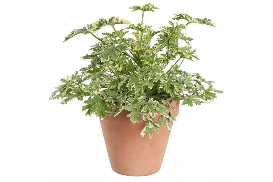 鹅掌树何时扦插？掌握最佳时机与技巧