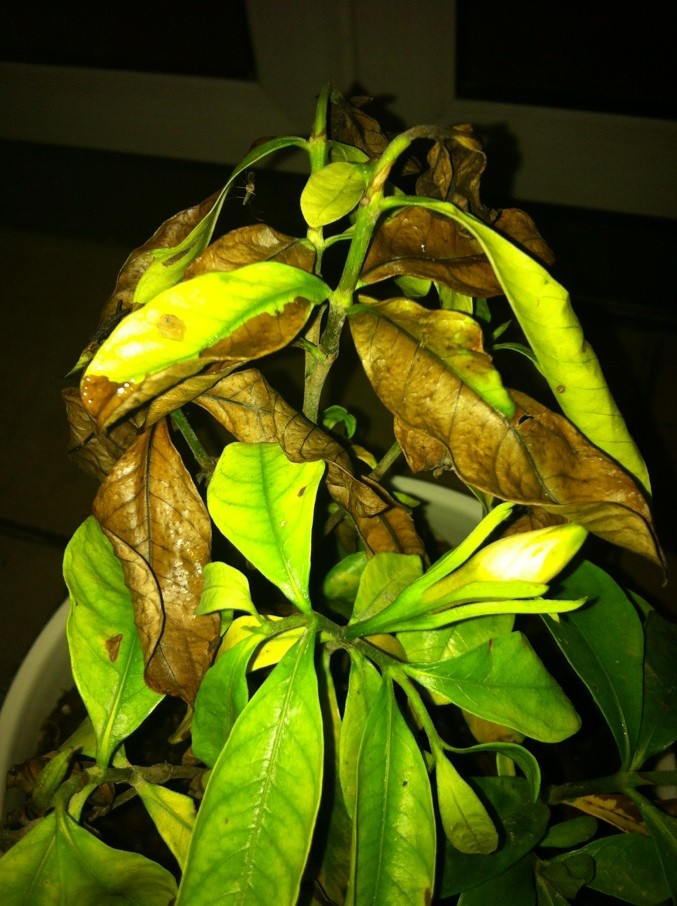 橙子籽盆栽：种植与养护指南