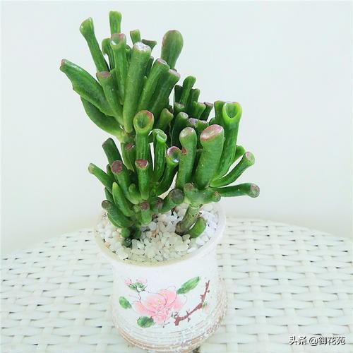 盆栽小蕃茄：打造阳台上的迷你菜园