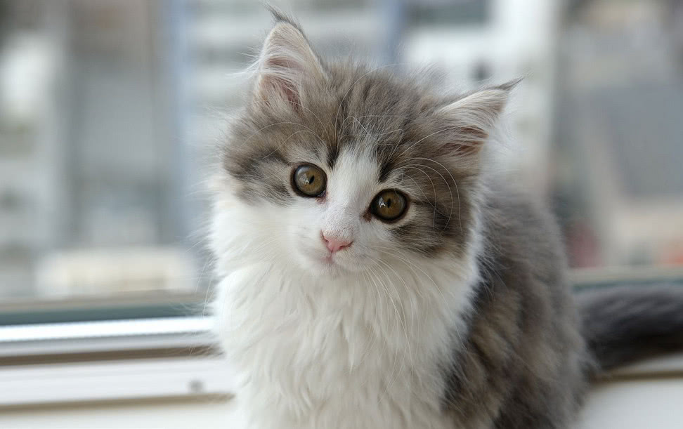 宠物护理人员教你应对“狗狗爬笼子”的趣事与对策