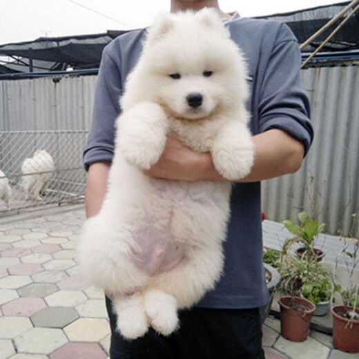 猫咪打喷嚏流鼻涕呕吐：揭秘背后的健康隐患