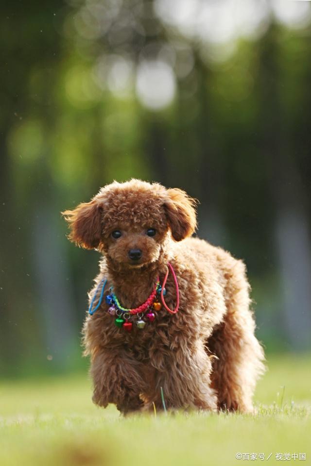 狗狗凝血时间：揭秘宠物健康的秘密