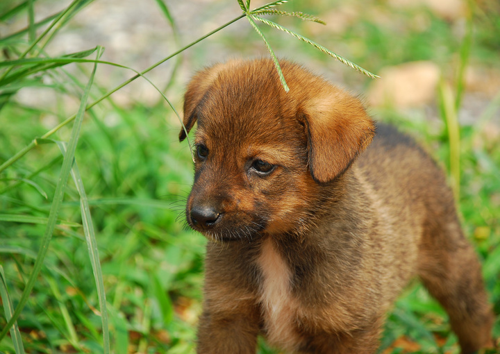 狗狗前臂疼：宠物护理人员如何应对
