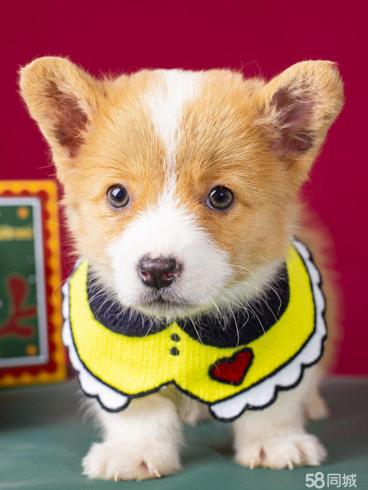 狗狗喝了农药——紧急应对与预防措施