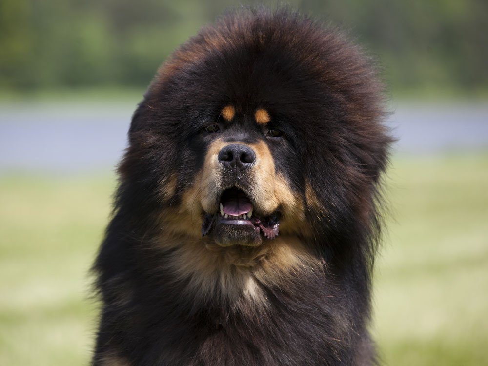 猫咪大便怎样是正常的