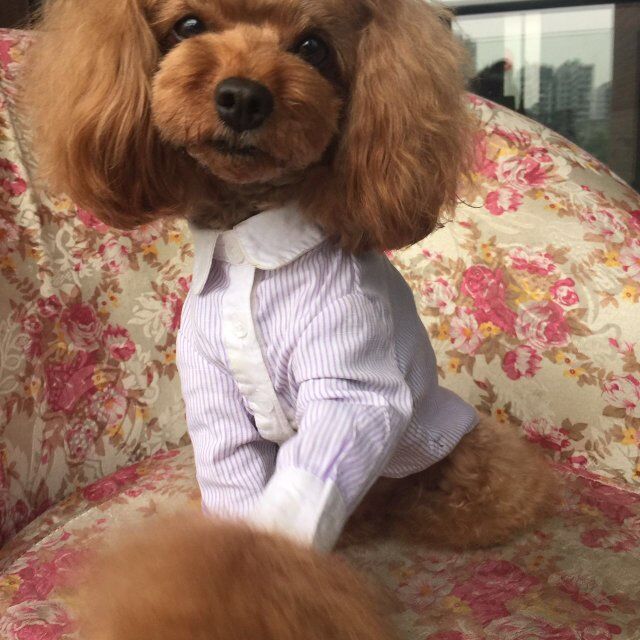 猫咪用的安什么膏？揭秘猫咪护肤的秘密武器