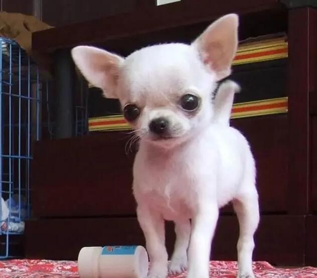 老猫尿血，隐藏的健康警报