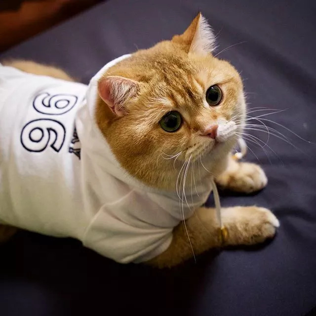 狗狗肛门图解——揭秘宠物护理的小秘密