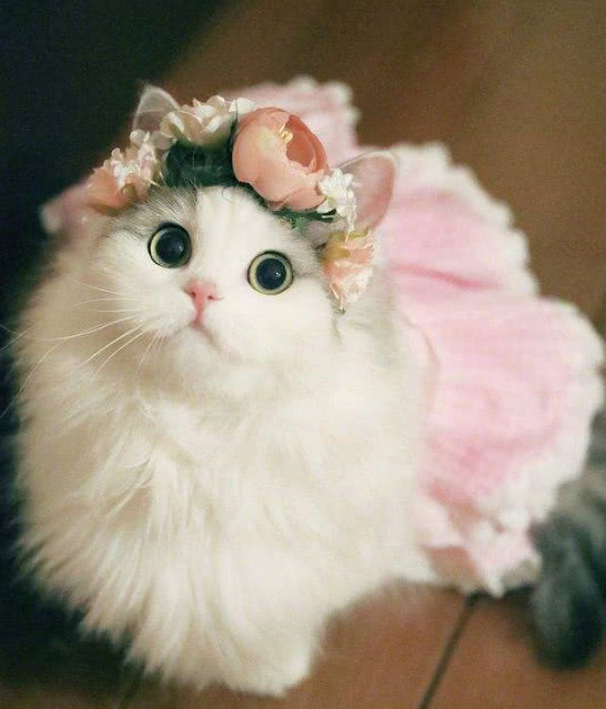 猫咪煮开水代表什么？揭秘背后的温馨寓意