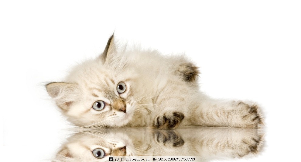 猫咪生病身上很臭：揭开真相与应对策略