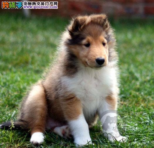 猫咪吐黄水怎么医治：宠物护理小贴士