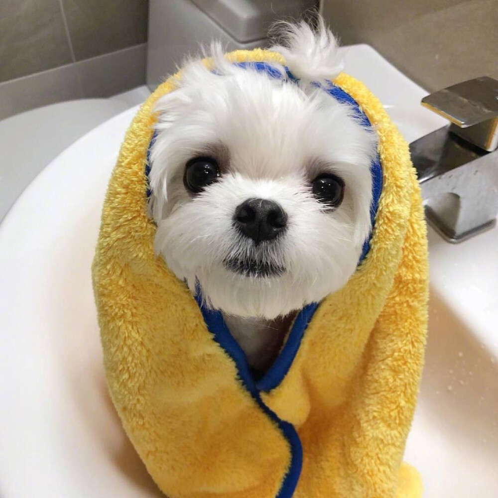 狗狗佝偻屁股：揭秘背后的原因与护理之道