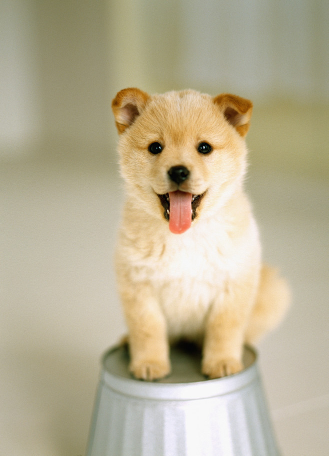 有关狗狗电影大全：探寻人与犬的温馨故事