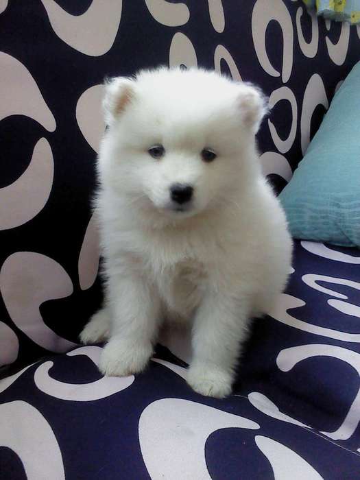 狗狗发烧吃药：关爱宠物健康的正确方式